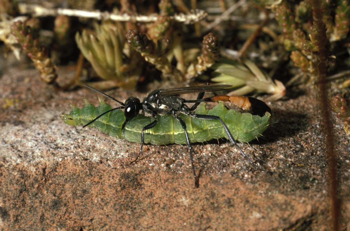 Ammophila sabulosa, Red Banded Sand Wasp
